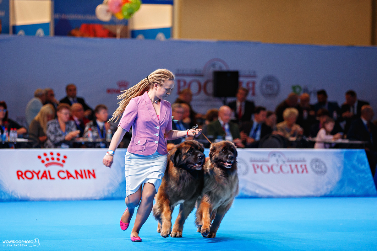Интернациональная выставка собак «Россия 2018», 3-4 ноября 2018