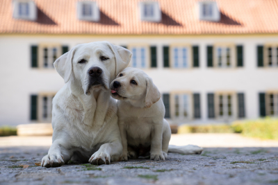 Как подружить щенка и взрослую собаку