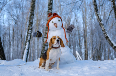 Как подготовить собаку к зимнему сезону