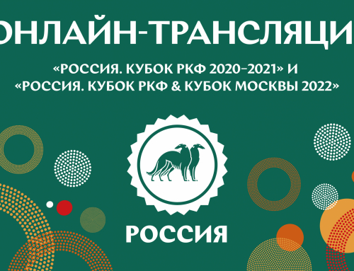 Онлайн-трансляция выставок «Россия. Кубок РКФ 2020–2021» и «Россия. Кубок РКФ & Кубок Москвы 2022»