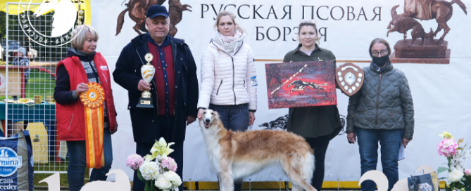 Состоялась выставка русских псовых борзых «Осенний марафон 2021»