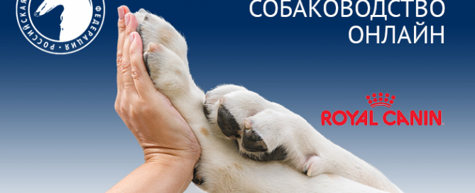 Записи вебинаров проекта «Ответственное собаководство онлайн»