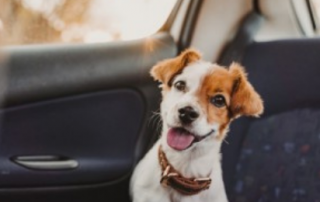 В РКФ предостерегли от оставления собак в машине в жару