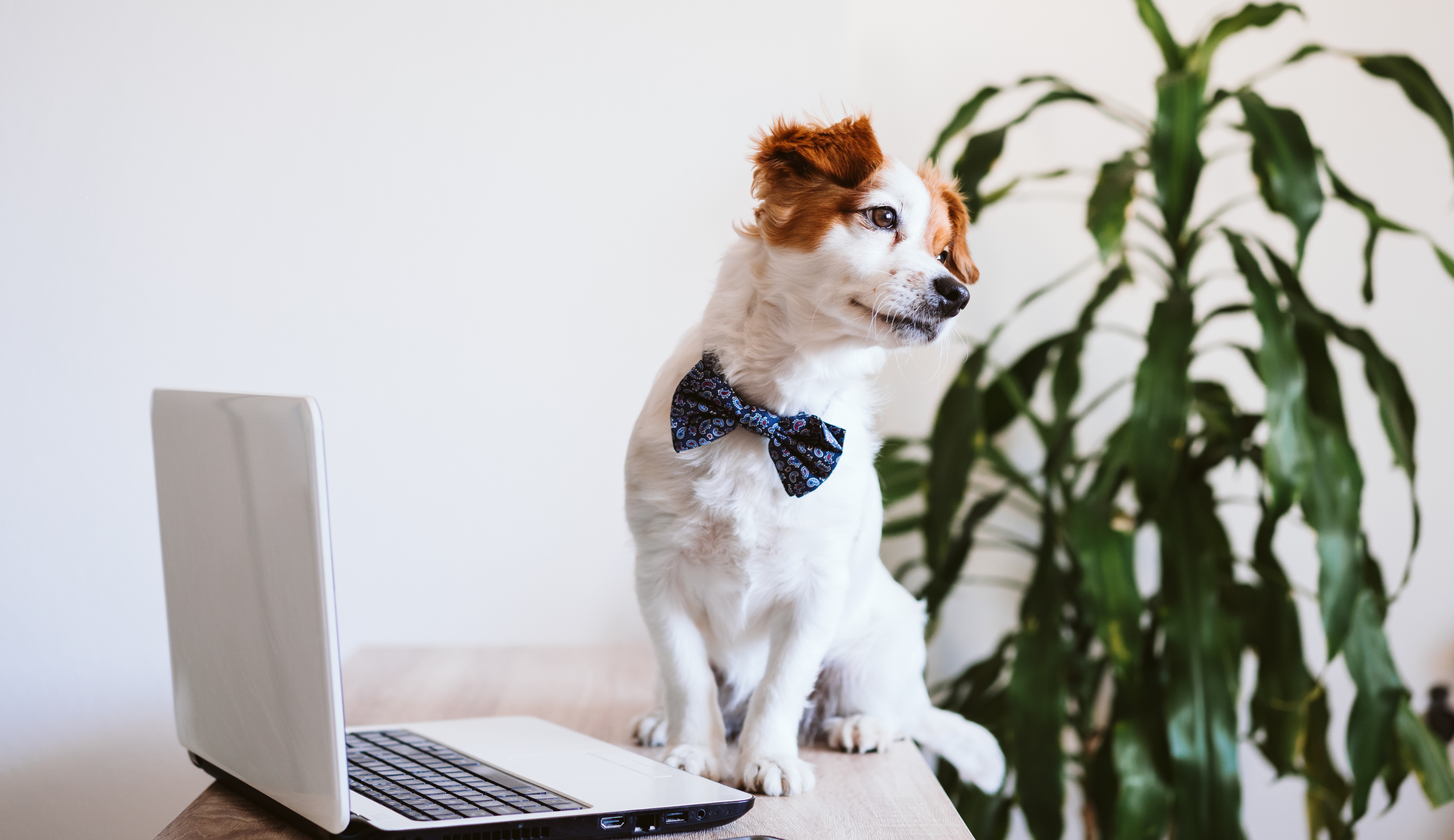 Хороший мальчик: этикет собаковода