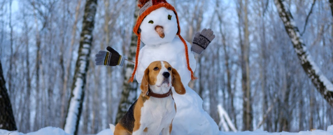 Как подготовить собаку к зимнему сезону