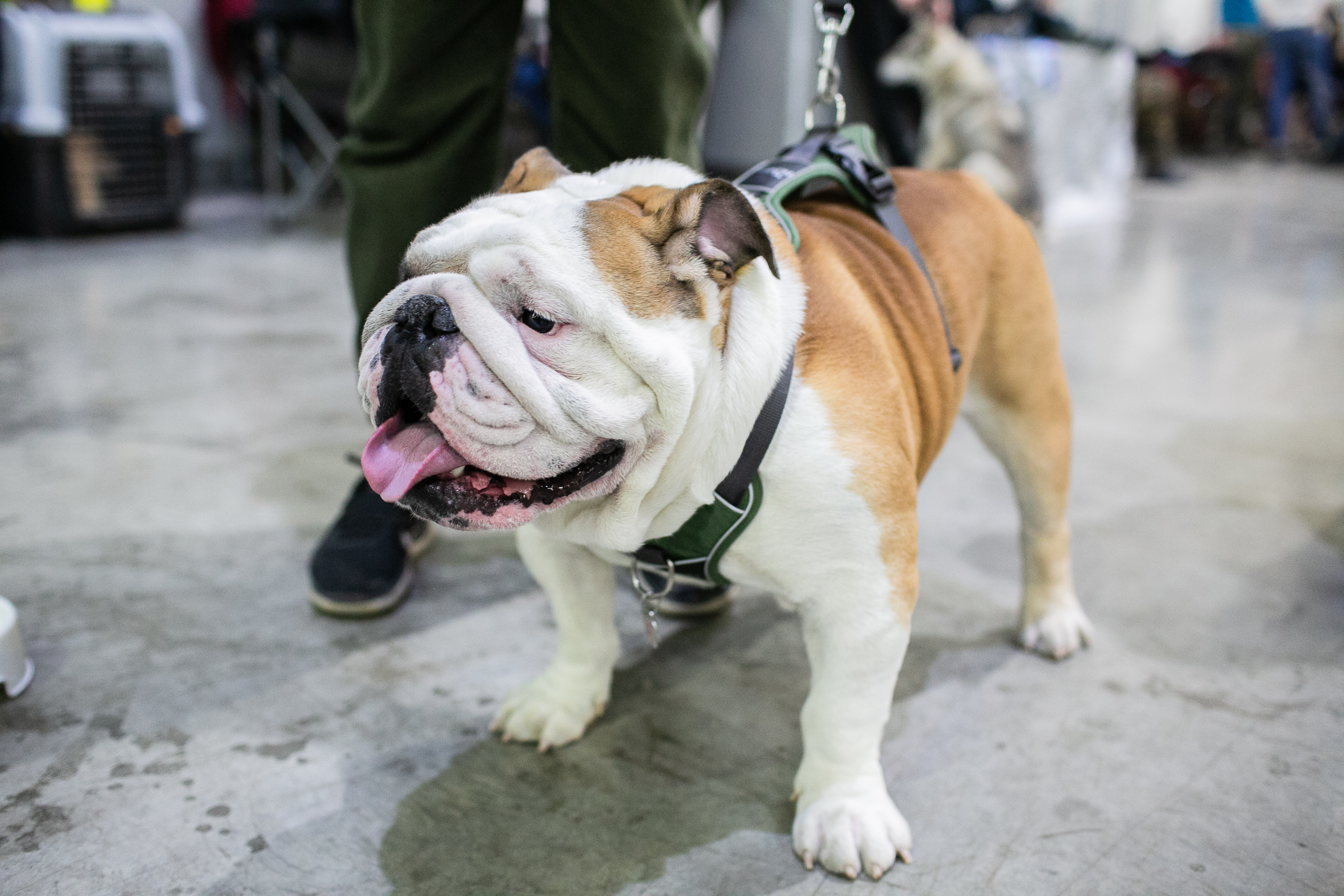 Выставки Сиба-ину - расписание на 2020 год монопородных выставок