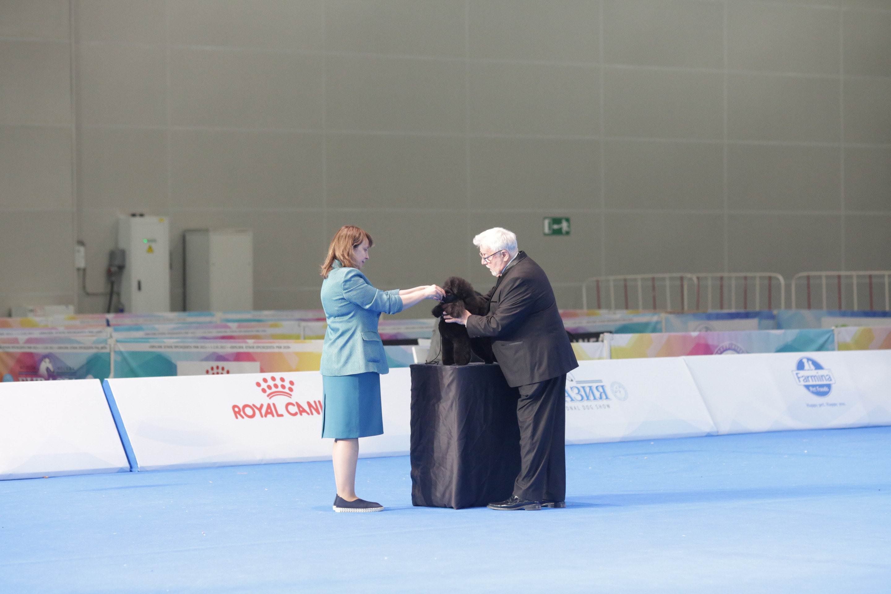 В Москве состоялись интернациональные выставки собак всех пород «Евразия. Кубок Президента РКФ 2021» & «Евразия. Кубок Президента РКФ 2020»