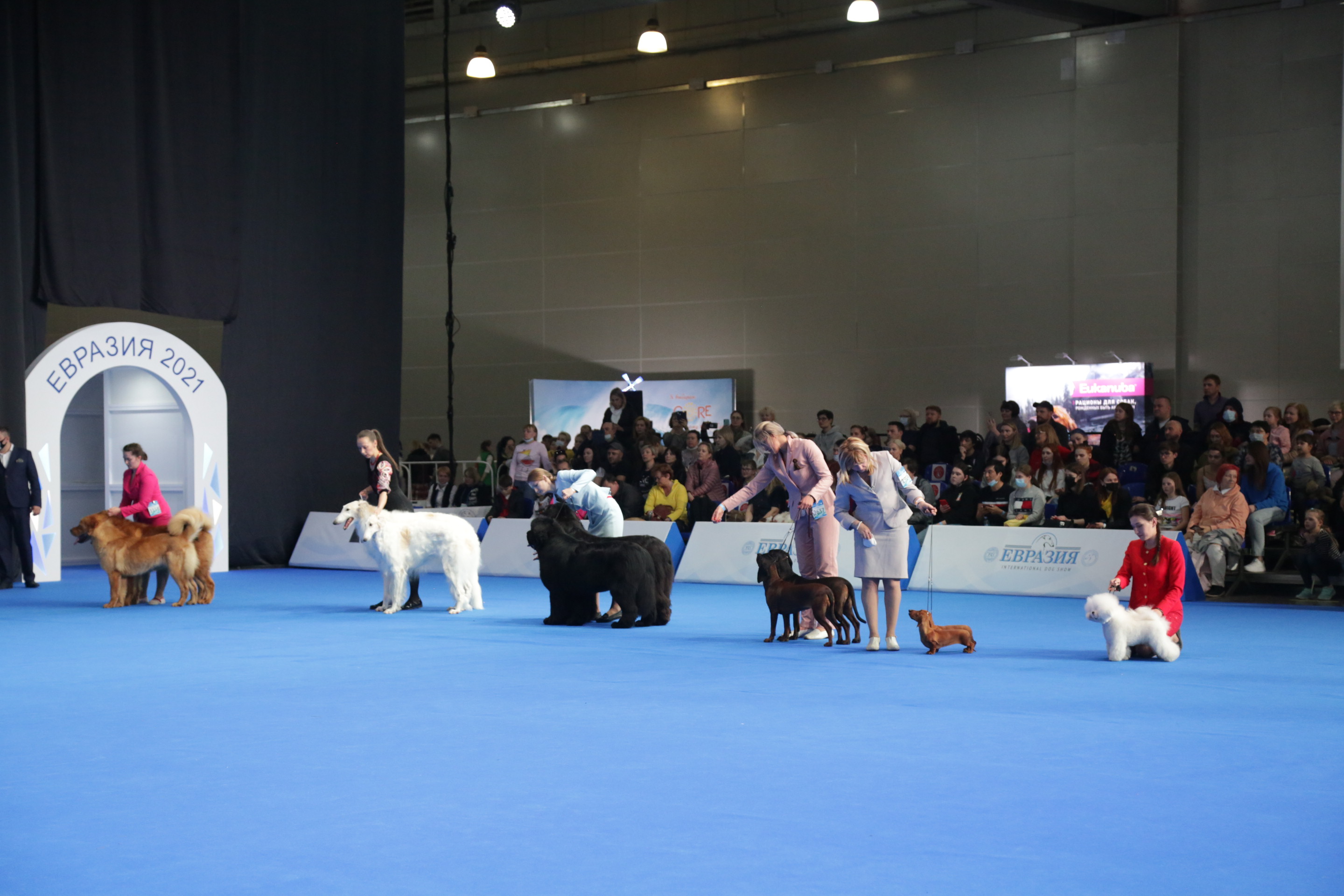 В Москве состоялись интернациональные выставки собак всех пород «Евразия. Кубок Президента РКФ 2021» & «Евразия. Кубок Президента РКФ 2020»