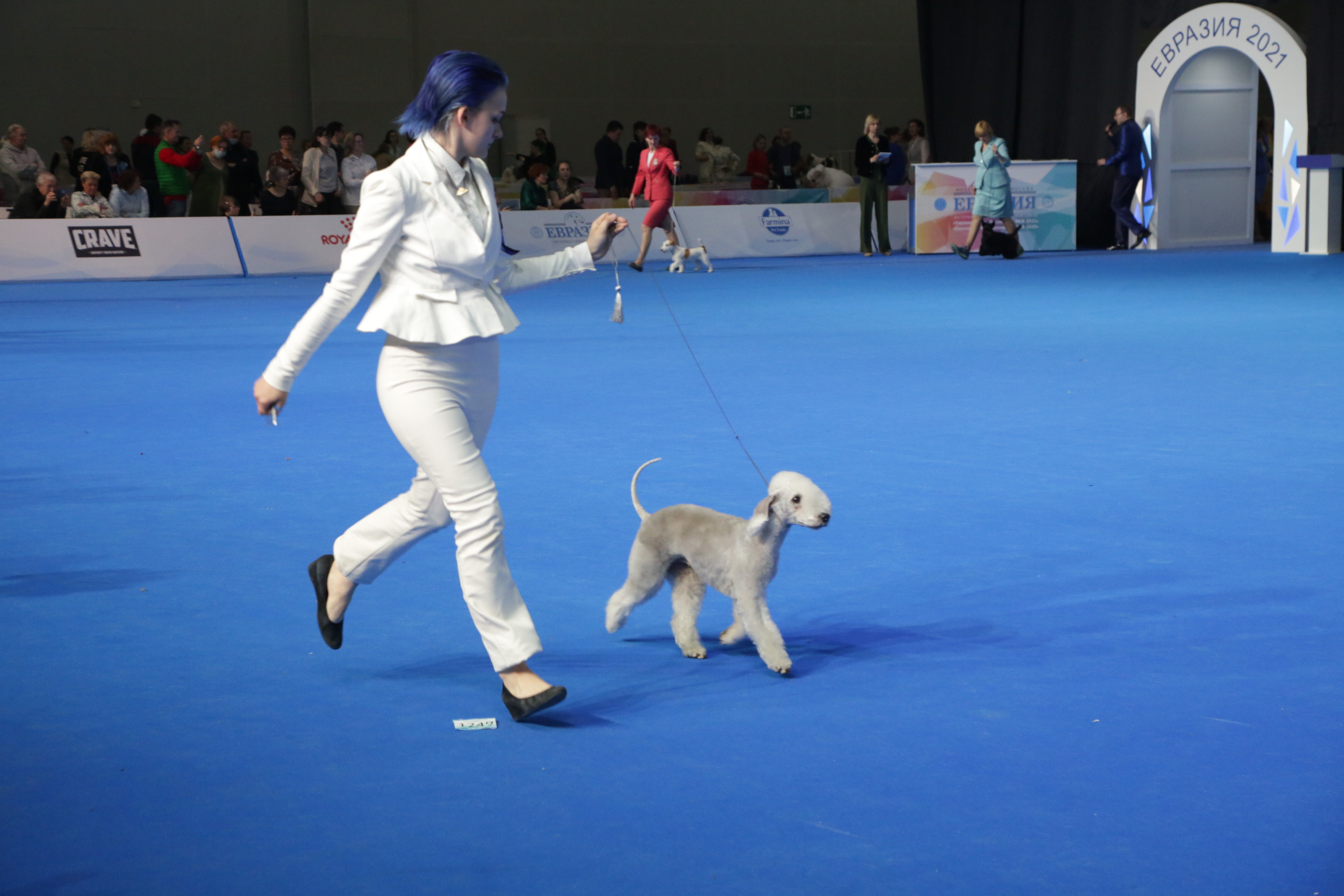 В Москве состоялись интернациональные выставки собак всех пород «Евразия. Кубок Президента РКФ 2021» & «Евразия. Кубок Президента РКФ 2020»