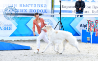 В Москве состоялись национальные выставки собак всех пород «Евразия. Кубок Президента РКФ 2022» и «Евразия. Кубок СНГ 2022», а также II Всемирная выставка собак российских пород и монопородные выставки