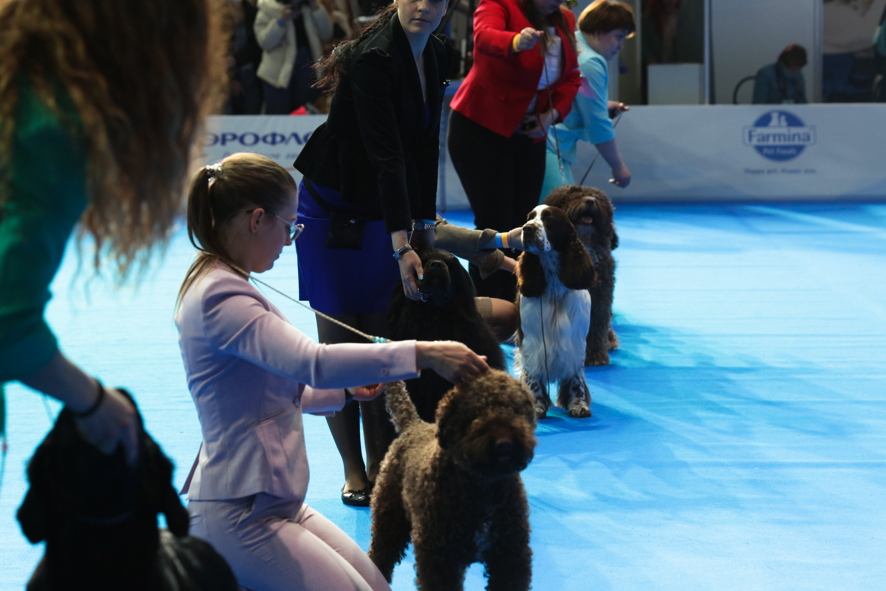 В Москве состоялись интернациональные выставки собак всех пород «Евразия. Кубок Президента РКФ 2021» & «Евразия. Кубок Президента РКФ 2020»