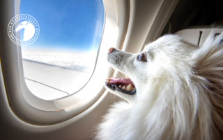 Благодарность президенту РКФ В.С. Голубеву от кинологического сообщества за решение вопроса с правилами перевозки домашних животных на рейсах Аэрофлота