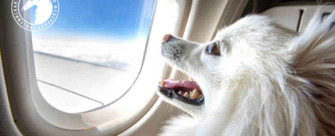 Благодарность президенту РКФ В.С. Голубеву от кинологического сообщества за решение вопроса с правилами перевозки домашних животных на рейсах Аэрофлота