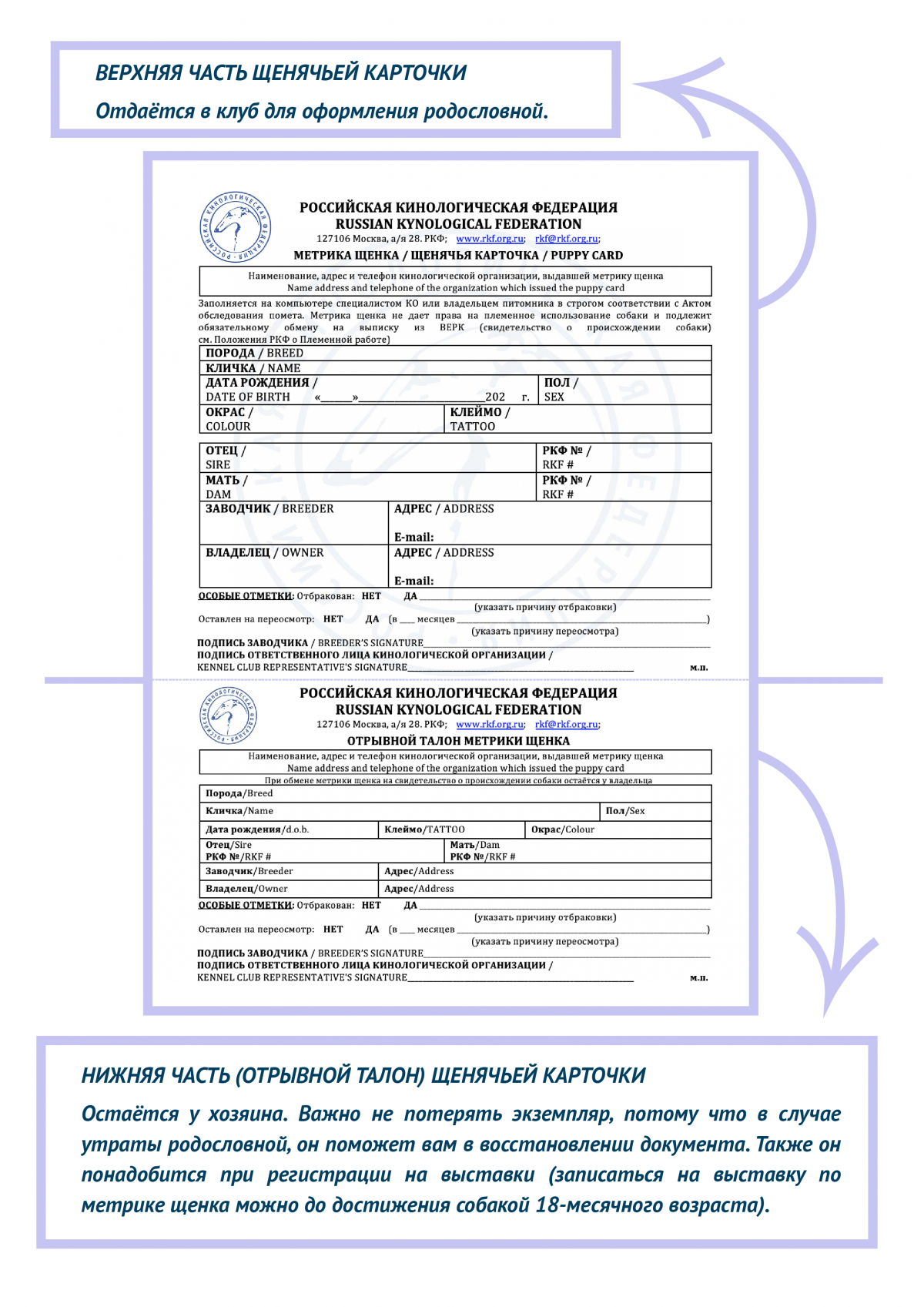 Порядок оформления родословной Российской кинологической федерации - РКФ