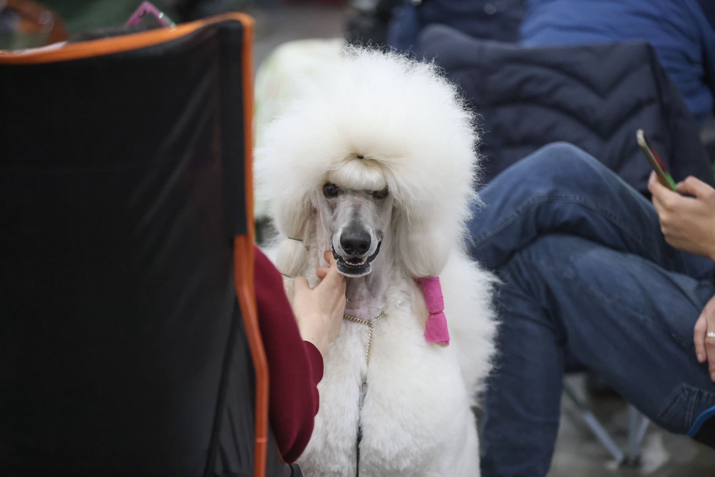 В Москве прошла выставка собак «Евразия 2023» 