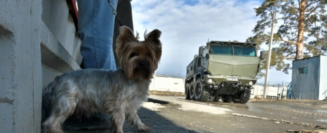 КИНОЛОГ ПРЕДУПРЕДИЛ ОБ ОПАСНОСТИ КУПАНИЯ СОБАК В ГОРОДСКИХ ВОДОЕМАХ