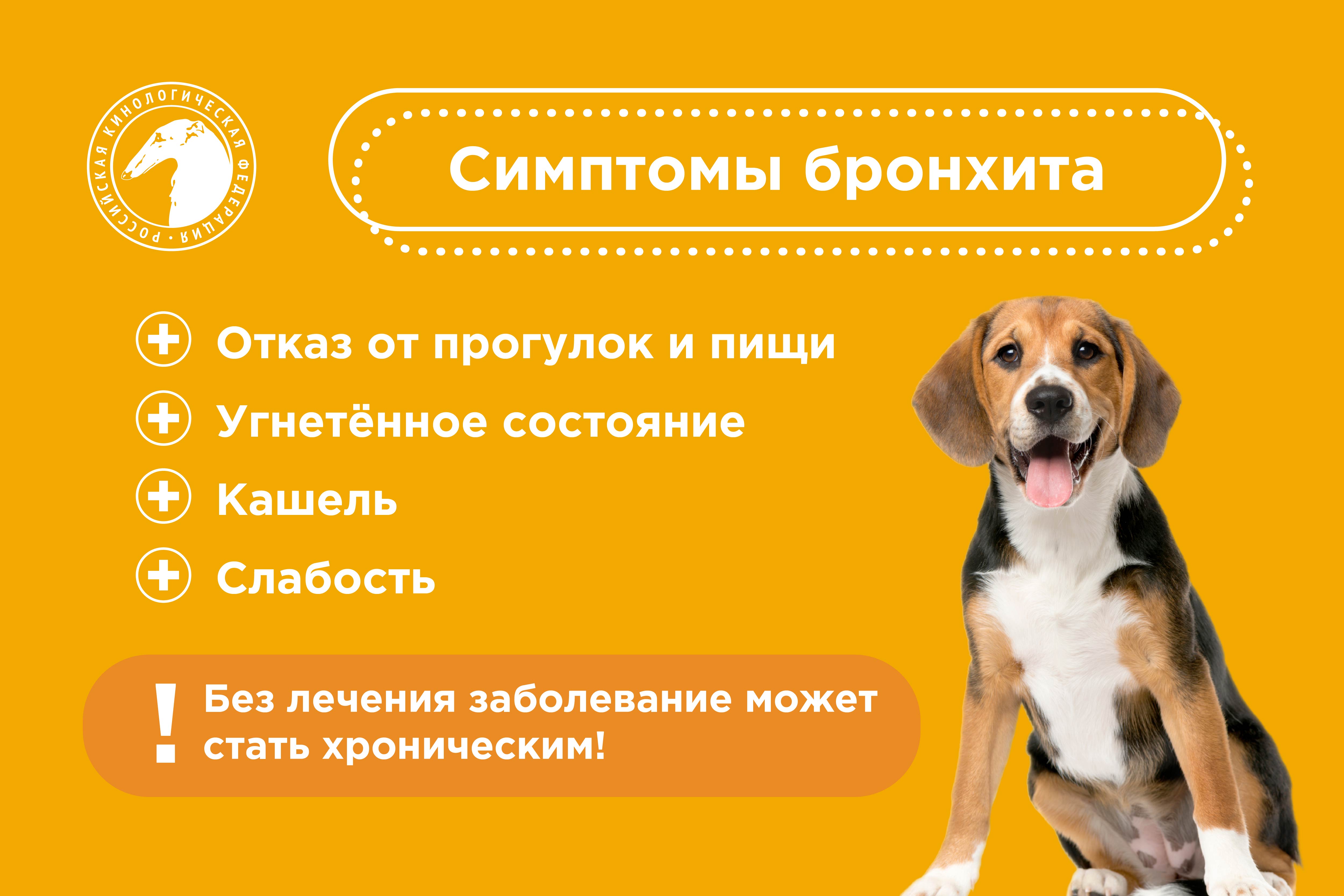 Бронхит у собак: симптомы, лечение и профилактика | Название сайта