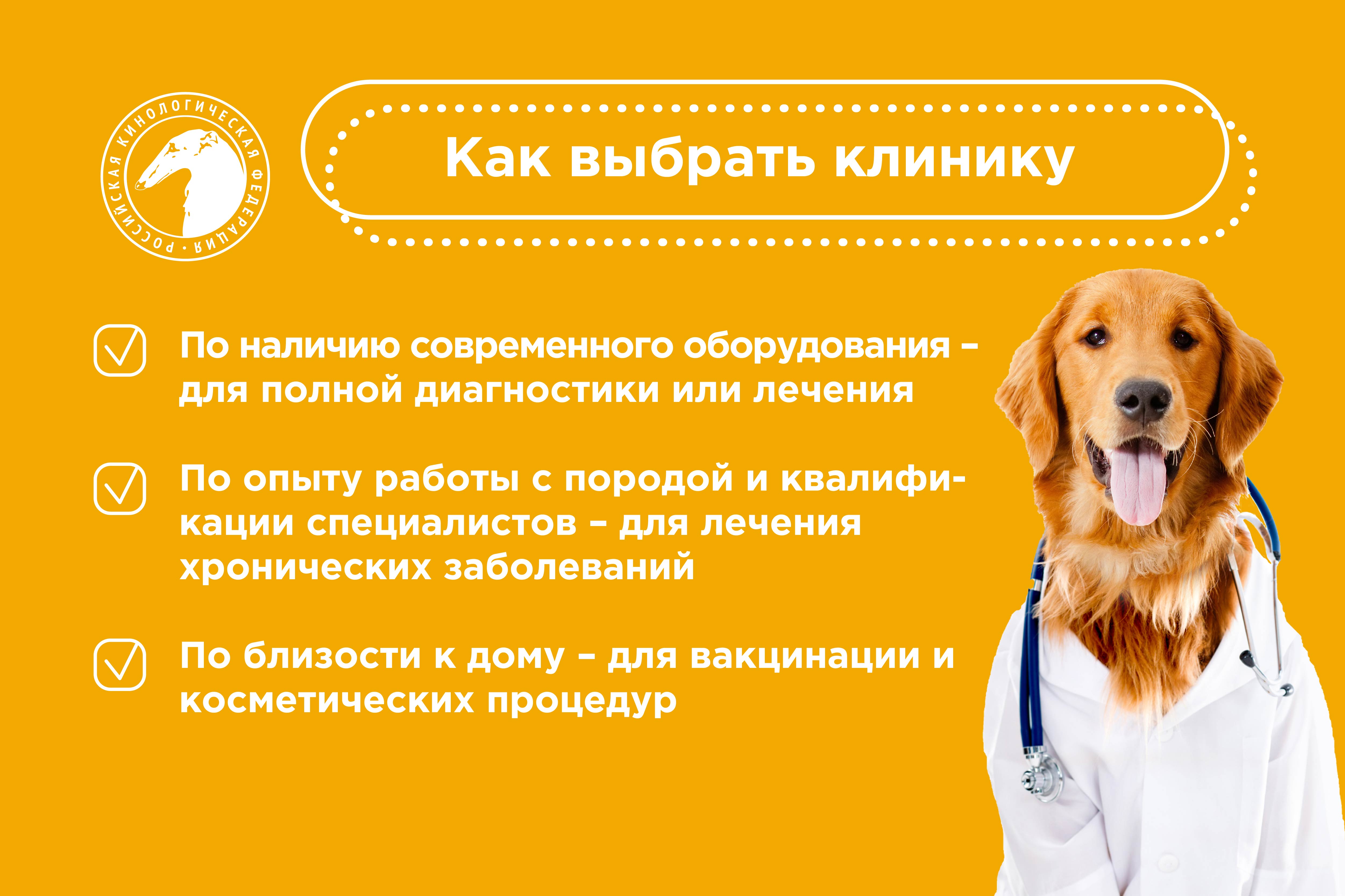 Как подготовиться к визиту к ветеринару?