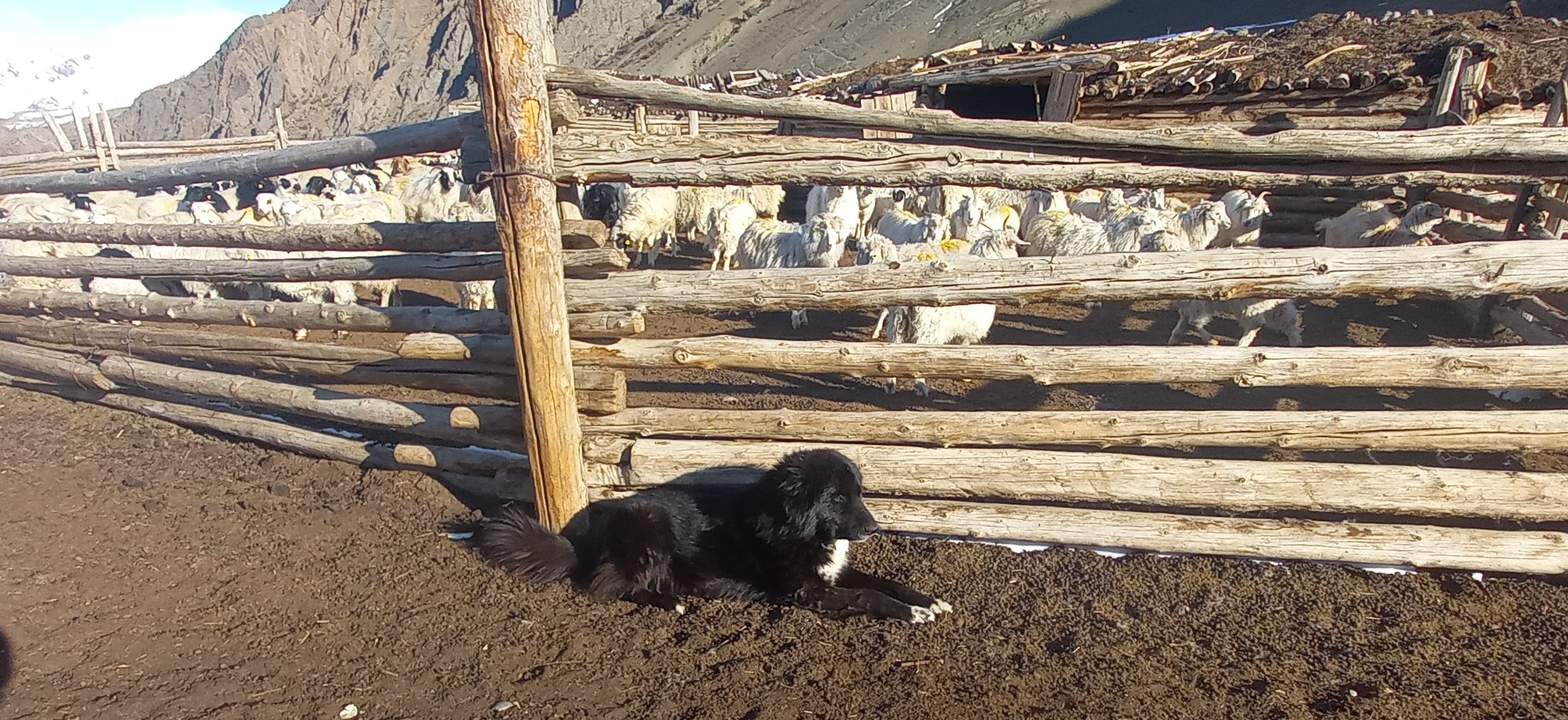 Отары овец и коз под надежной защитой тувинской овчарки (село Мугур-Аксы Р.Тыва, 2023) 