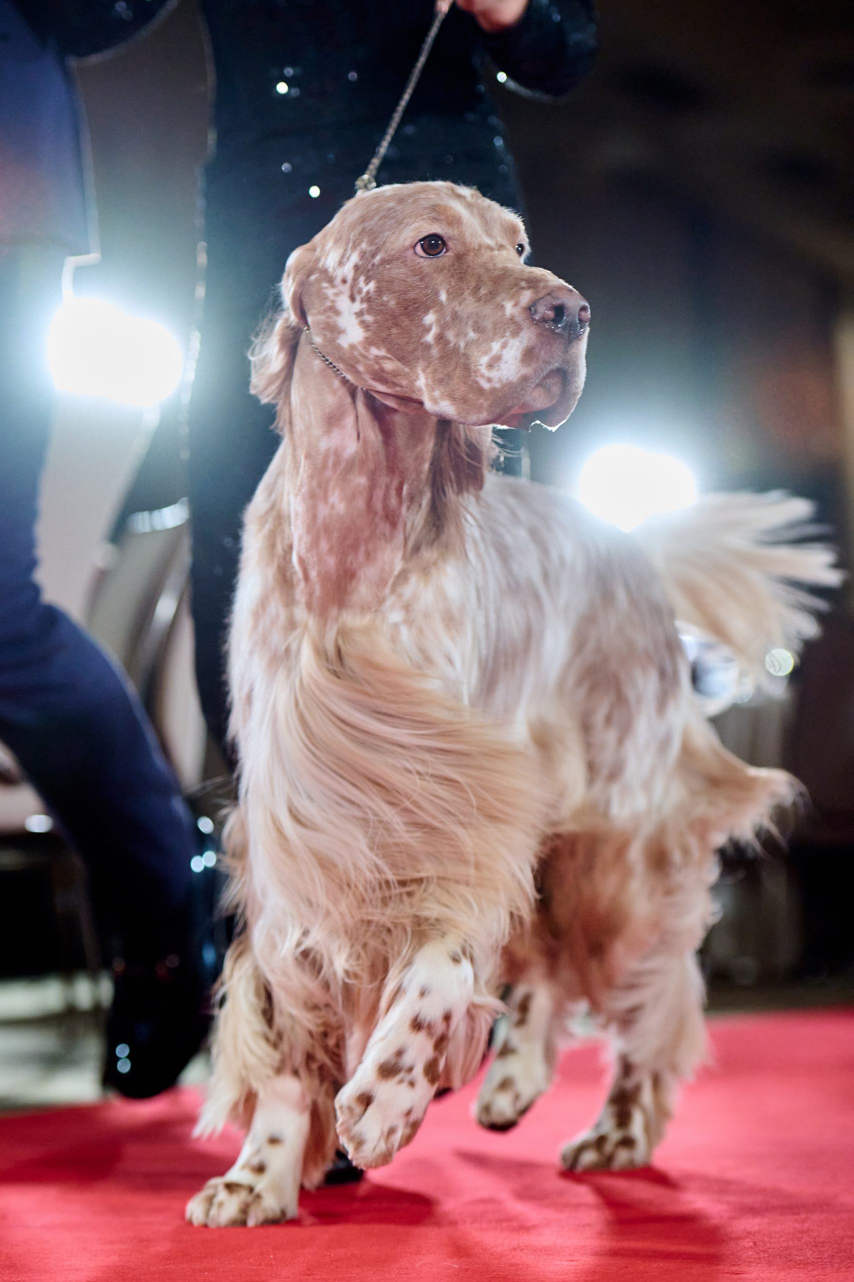 В Москве прошла выставка собак «Лучшие собаки России / РКФ 2024»
