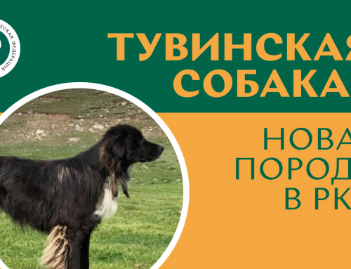 В РКФ появилась новая отечественная порода – Тувинская собака