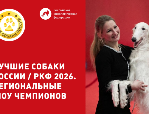 «ЛУЧШИЕ СОБАКИ РОССИИ / РКФ 2026. РЕГИОНАЛЬНЫЕ ШОУ ЧЕМПИОНОВ»