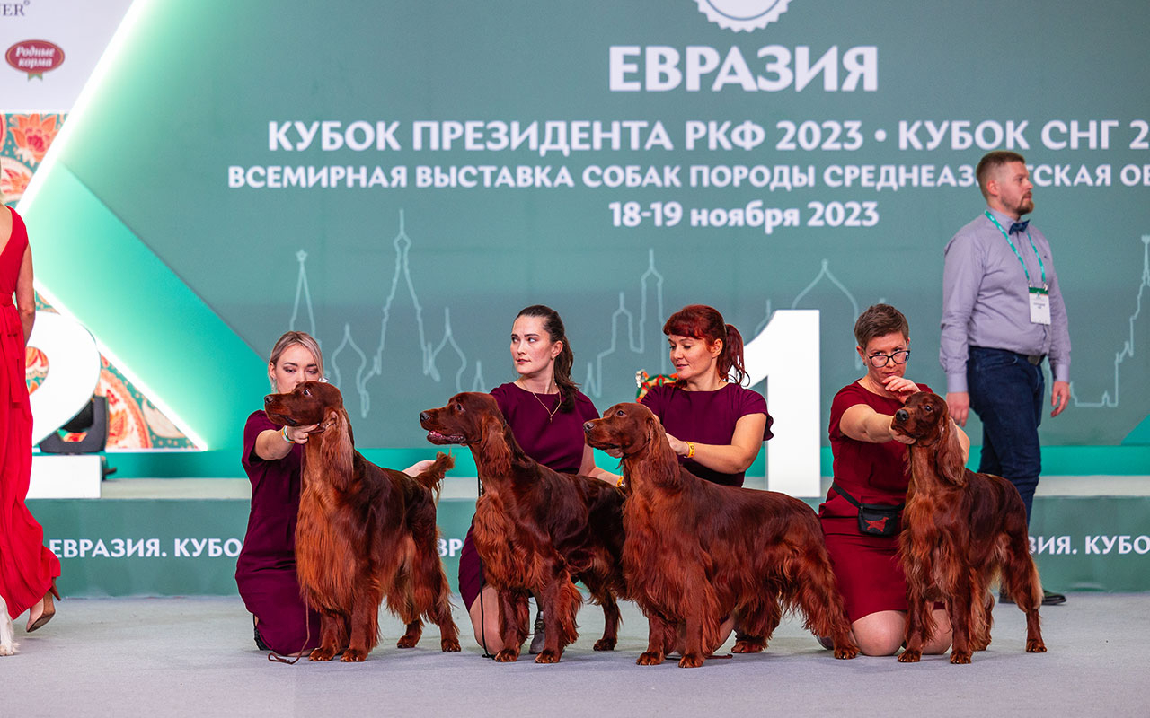 Национальная выставка собак всех пород «Евразия 2023»