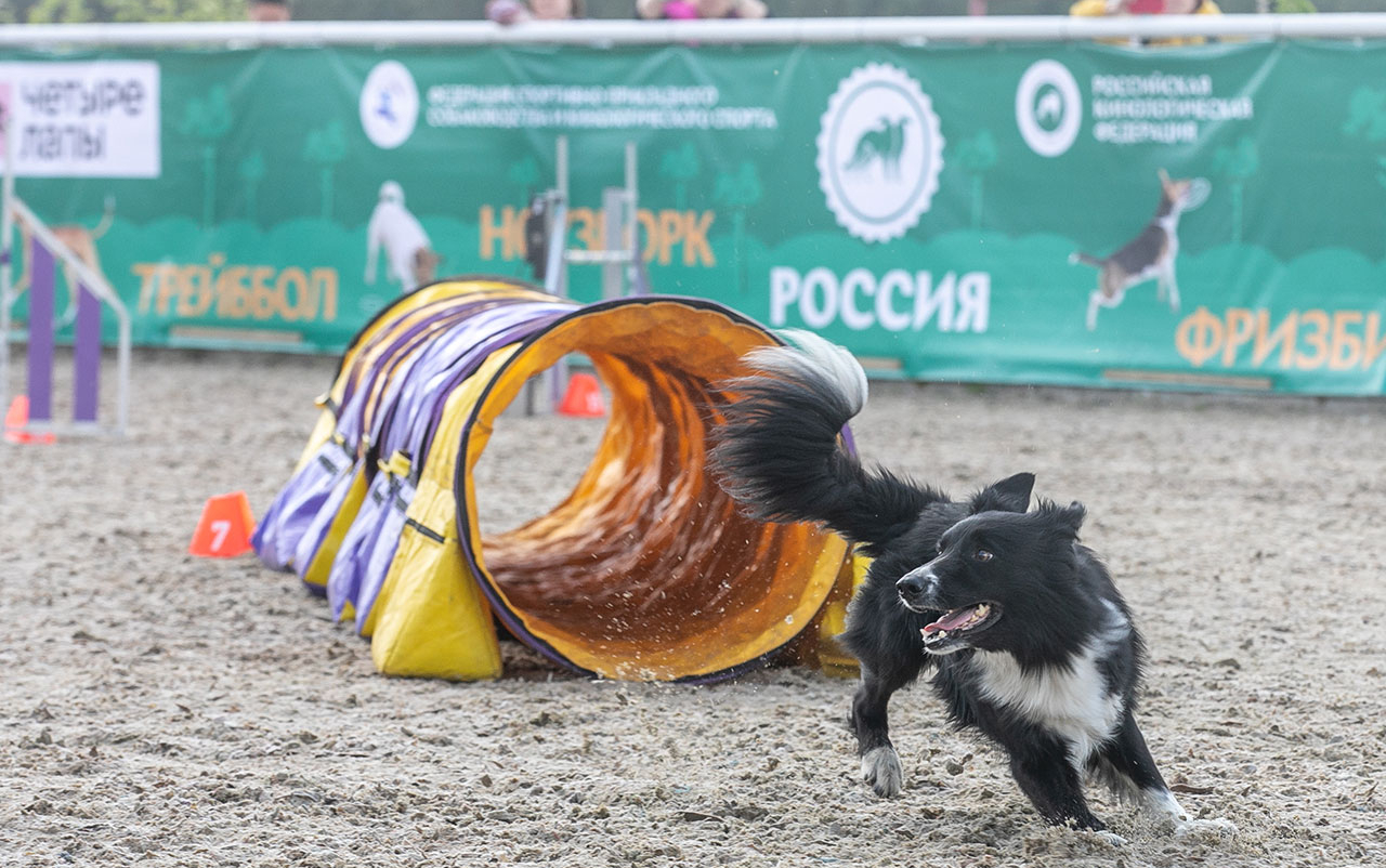 Национальная выставка собак всех пород «Россия 2023»