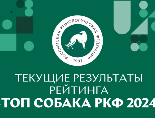 Текущие результаты рейтинга «Топ собака РКФ 2024»