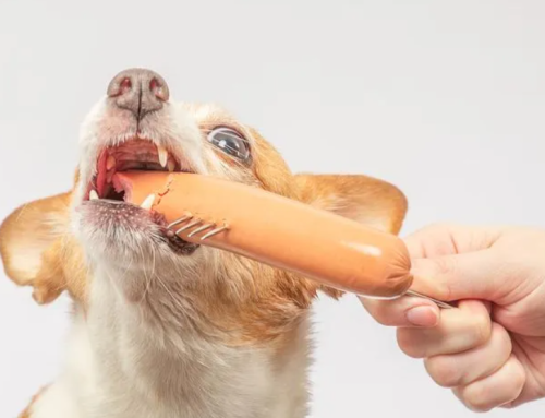 НЕТ КОМПРОМИССОВ: ЧЕМ МОЖНО УГОСТИТЬ СОБАКУ С НОВОГОДНЕГО СТОЛА