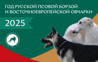 2025 год президент РКФ объявил Годом Русской псовой борзой и Восточноевропейской овчарки