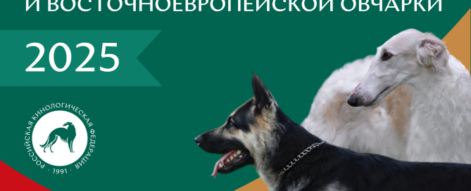 2025 год президент РКФ объявил Годом Русской псовой борзой и Восточноевропейской овчарки