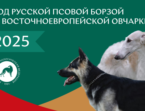 2025 год президент РКФ объявил Годом Русской псовой борзой и Восточноевропейской овчарки