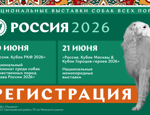 Открыта регистрация на национальные выставки собак всех пород «Россия 2026»