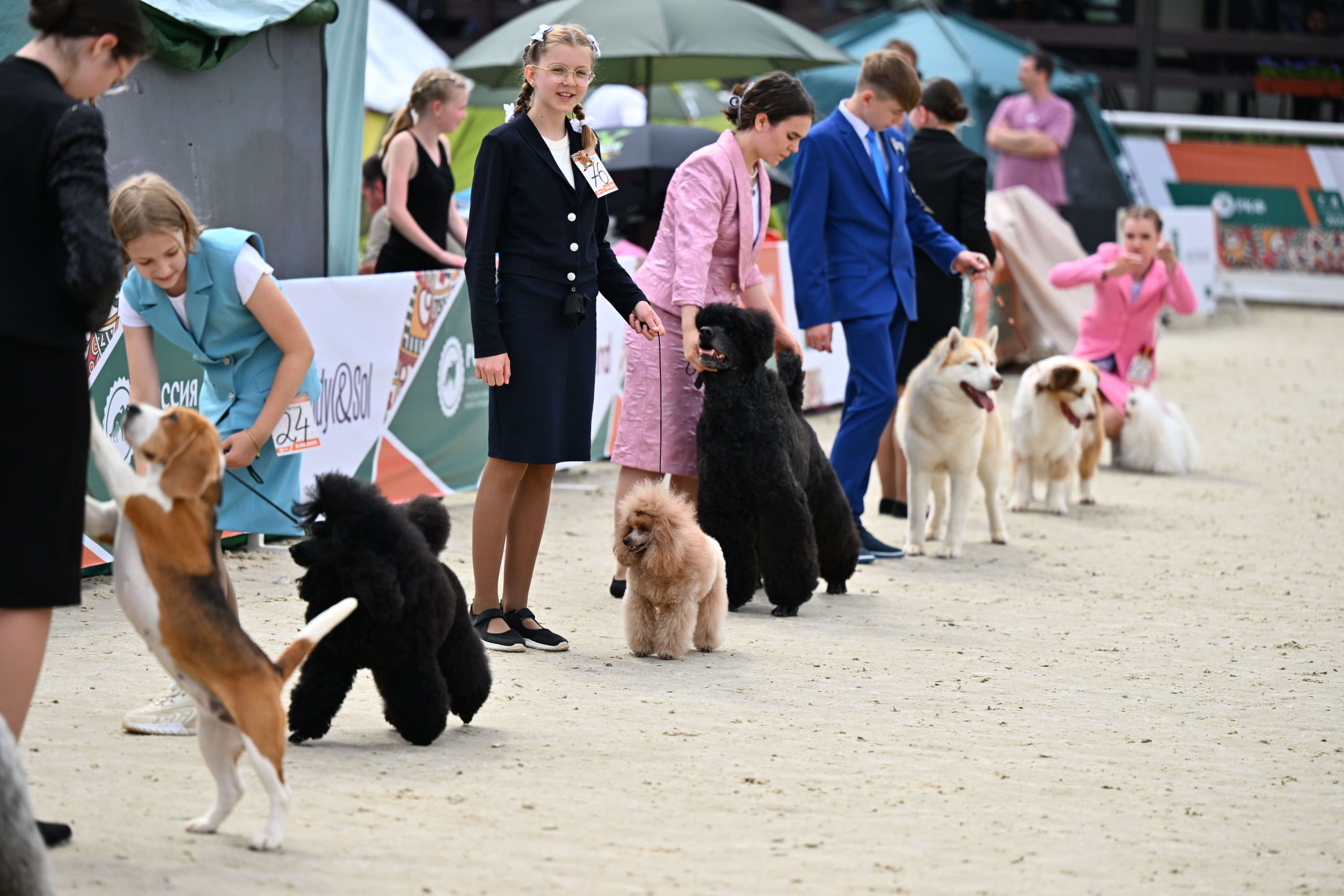 В Подмосковье состоялась выставка собак всех пород «Россия 2025»