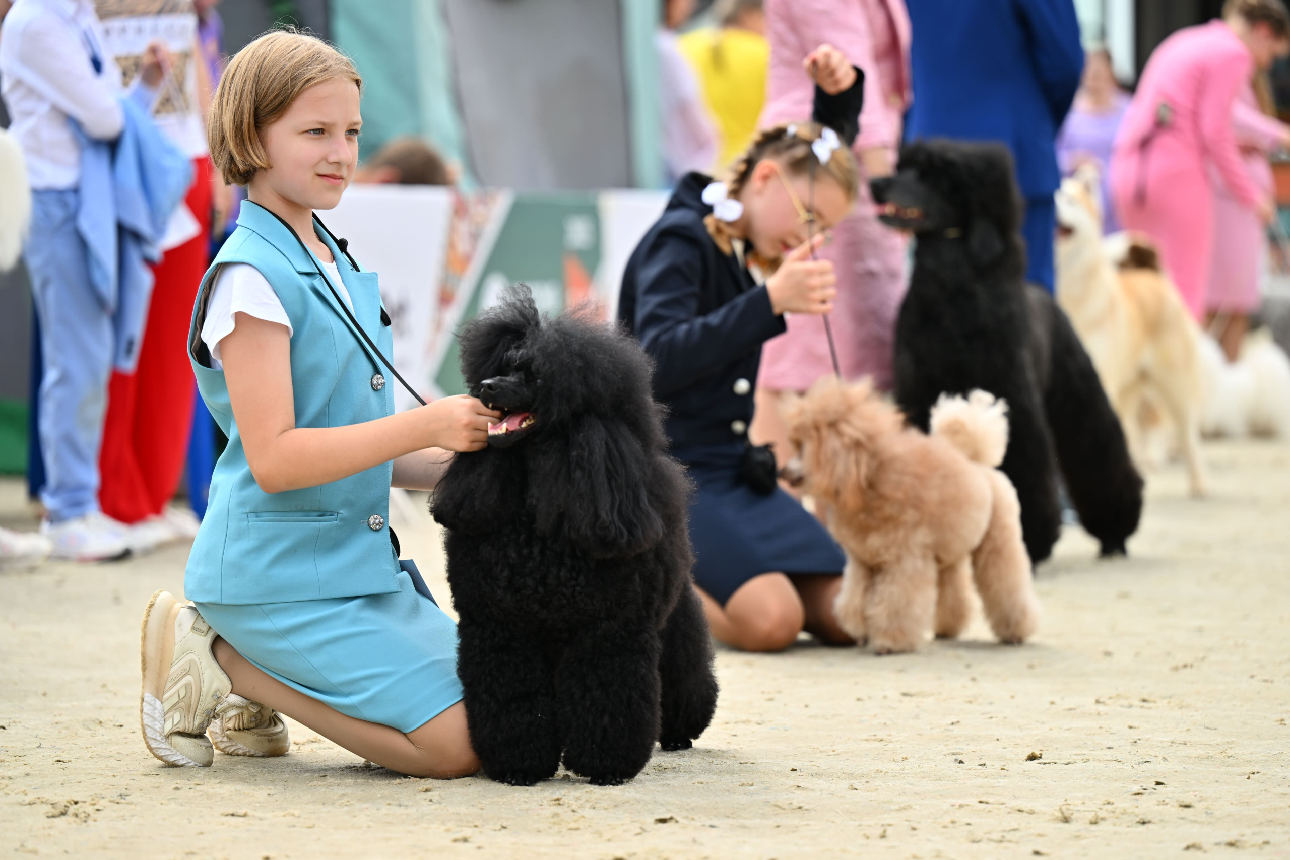 В Подмосковье состоялась выставка собак всех пород «Россия 2025»