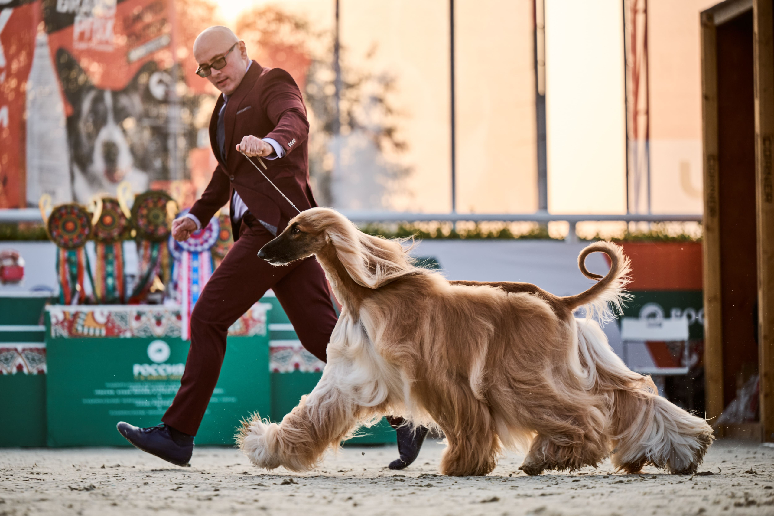 В Подмосковье состоялась выставка собак всех пород «Россия 2025»