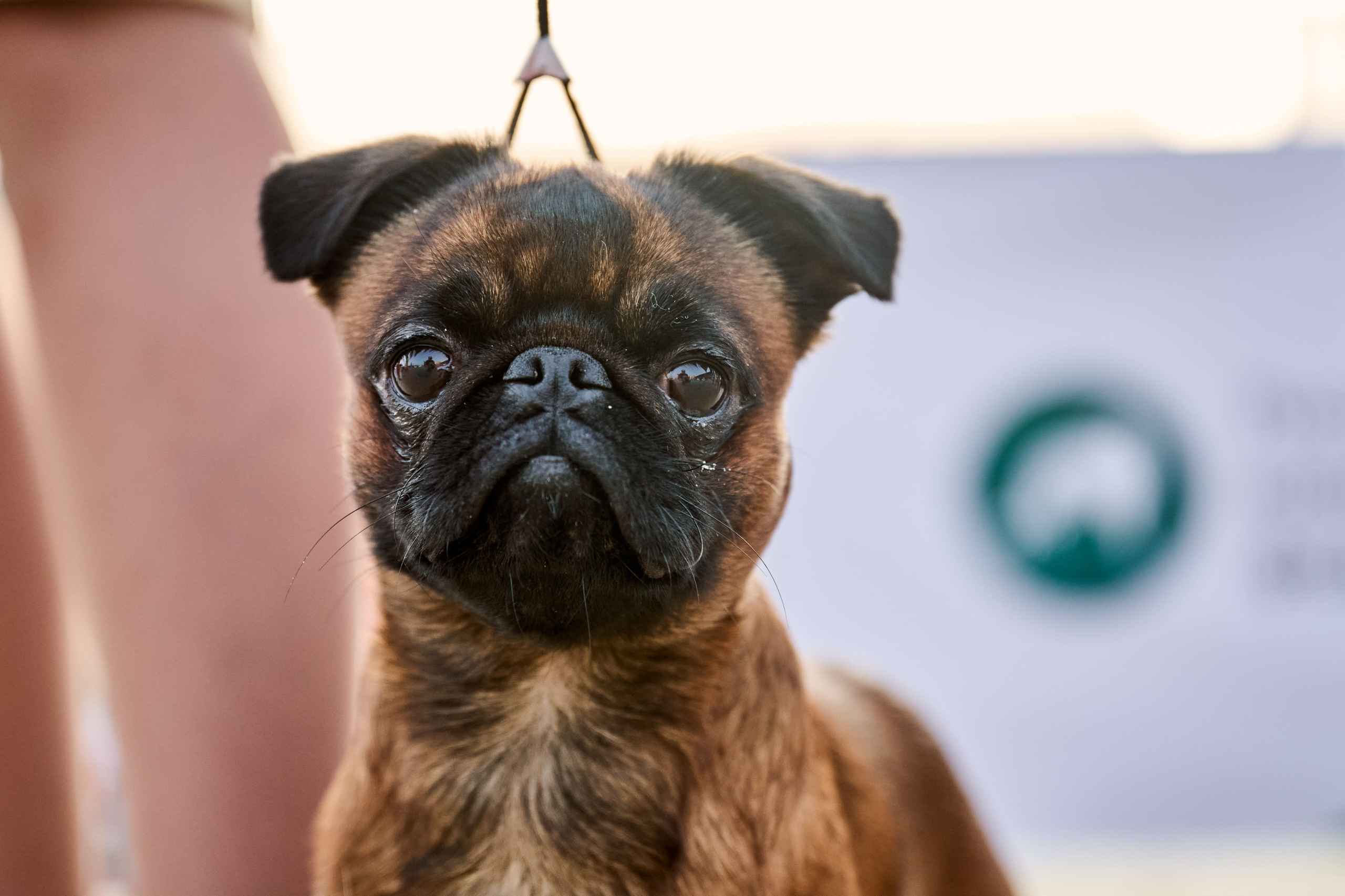 В Подмосковье состоялась выставка собак всех пород «Россия 2025»