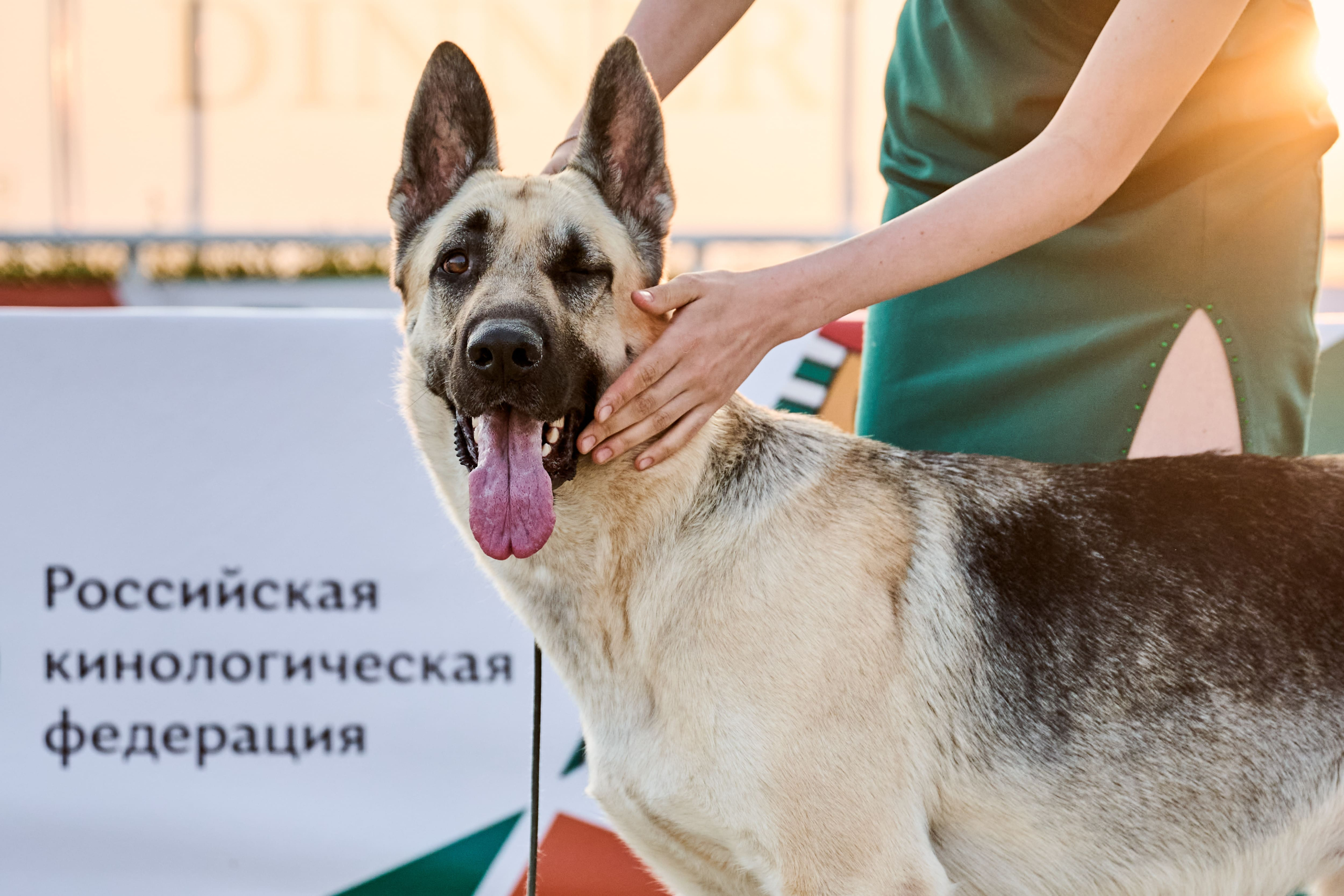 В Подмосковье состоялась выставка собак всех пород «Россия 2025»