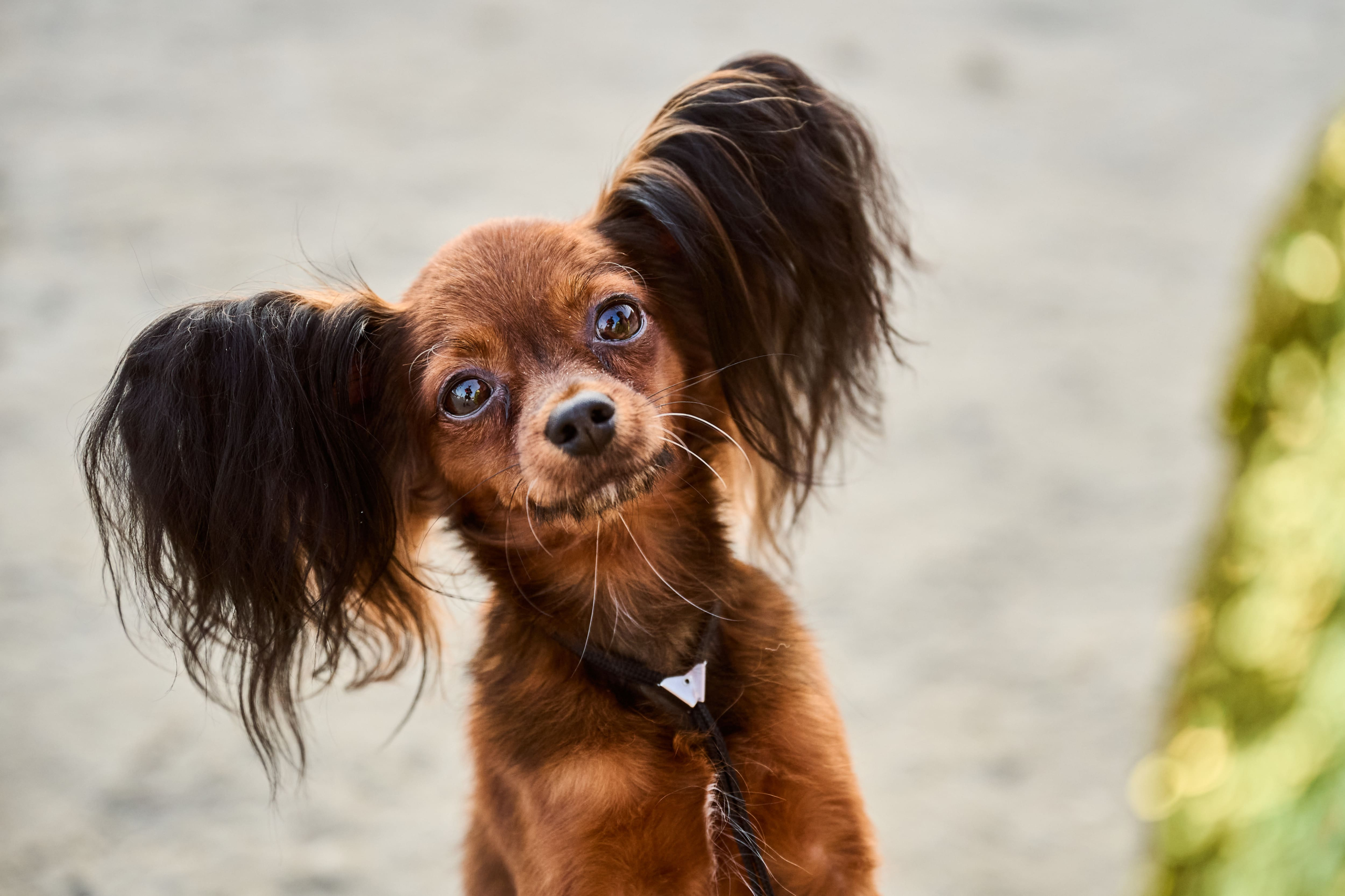 В Подмосковье состоялась выставка собак всех пород «Россия 2025»