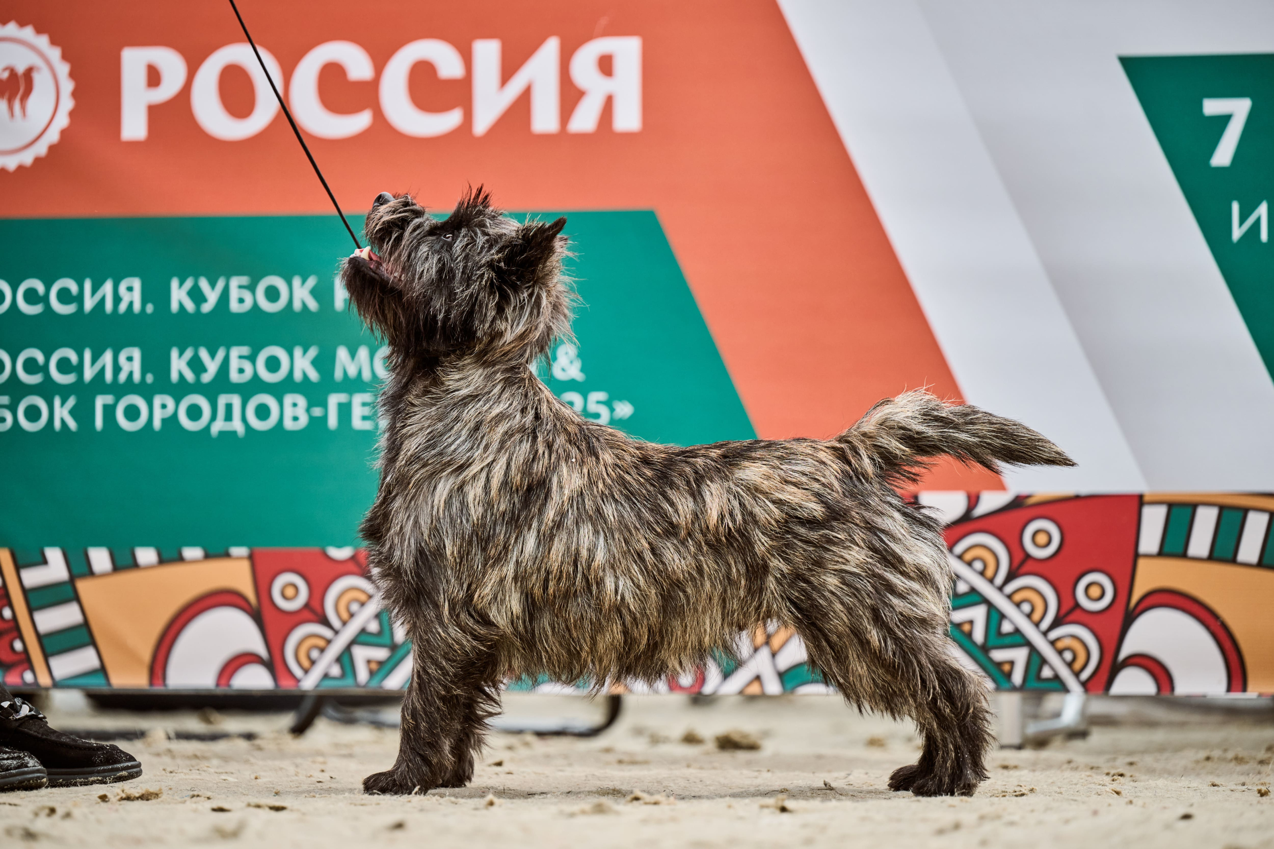 В Подмосковье состоялась выставка собак всех пород «Россия 2025»