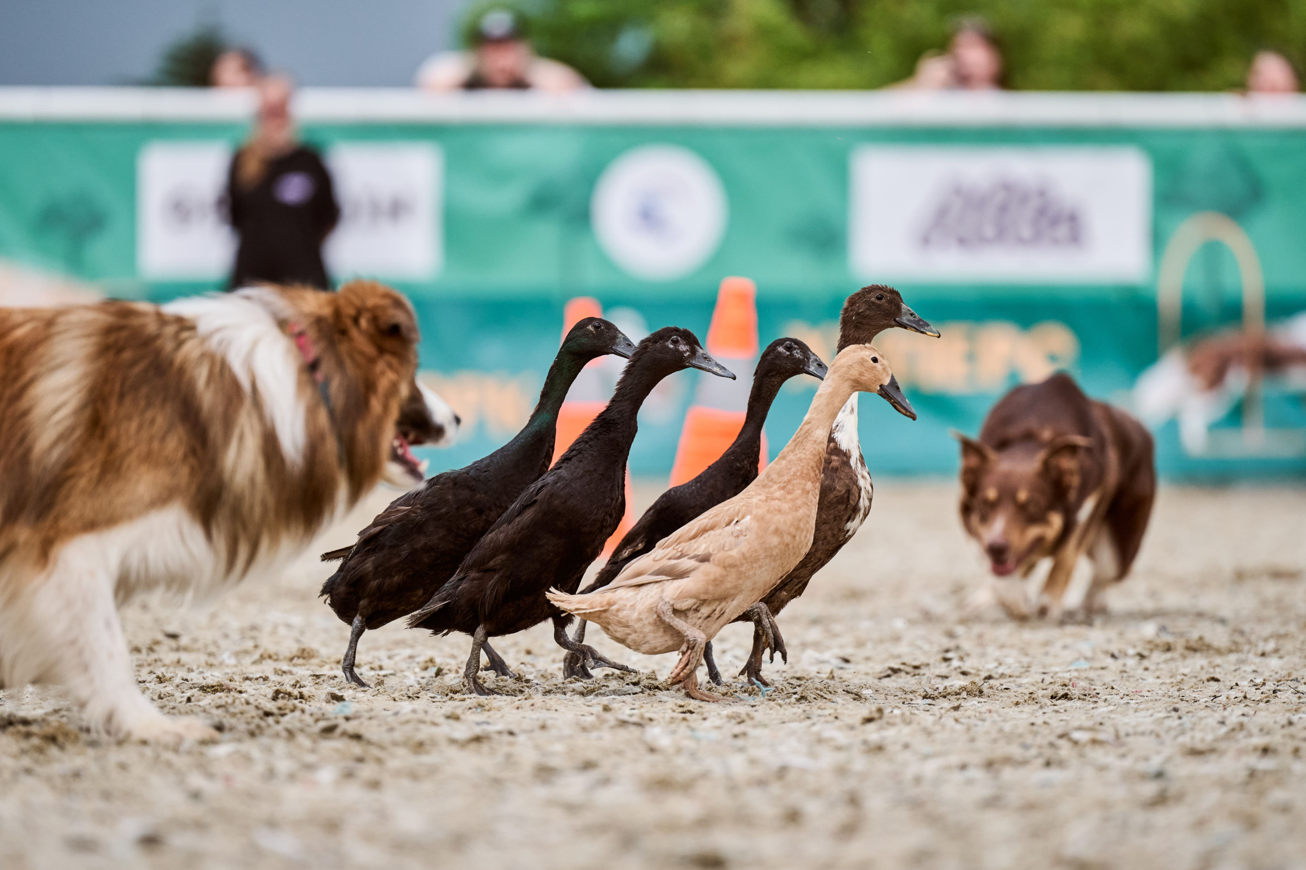 В Подмосковье состоялась выставка собак всех пород «Россия 2025»