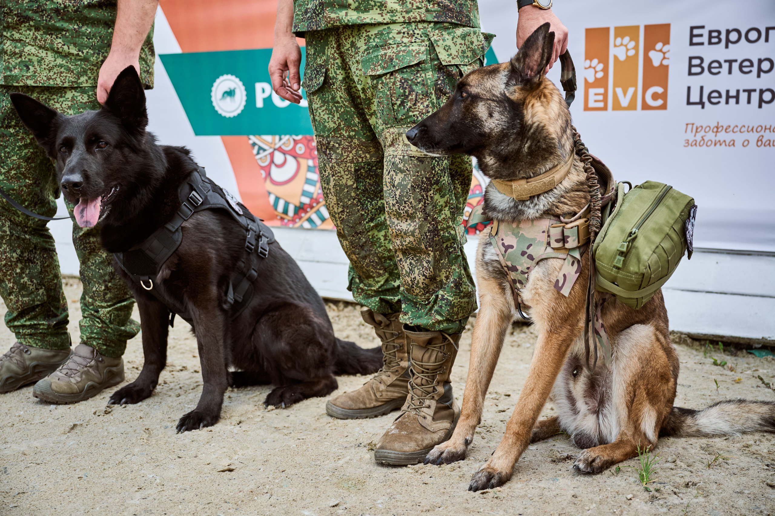 В Подмосковье состоялась выставка собак всех пород «Россия 2025»