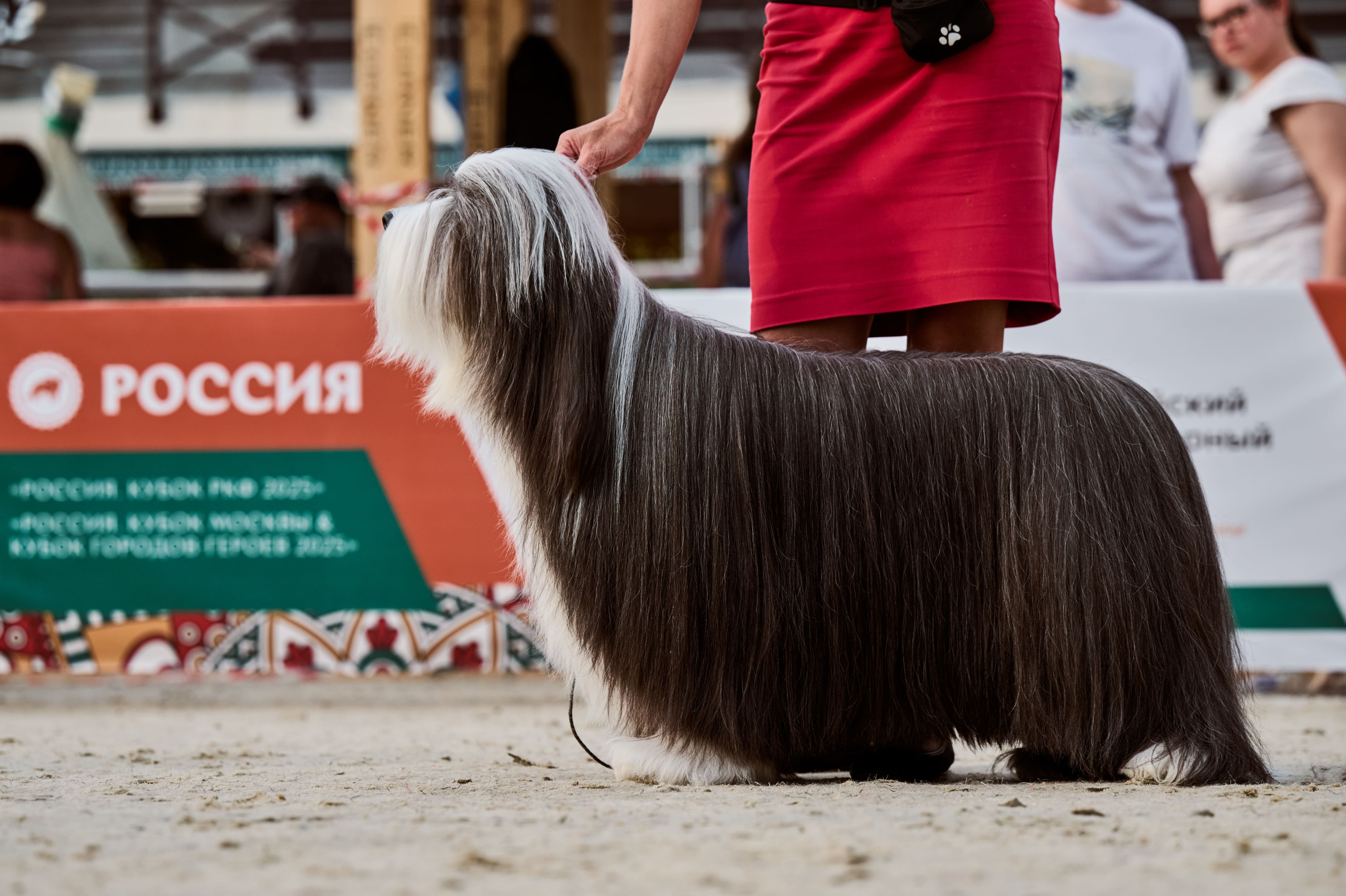 В Подмосковье состоялась выставка собак всех пород «Россия 2025»