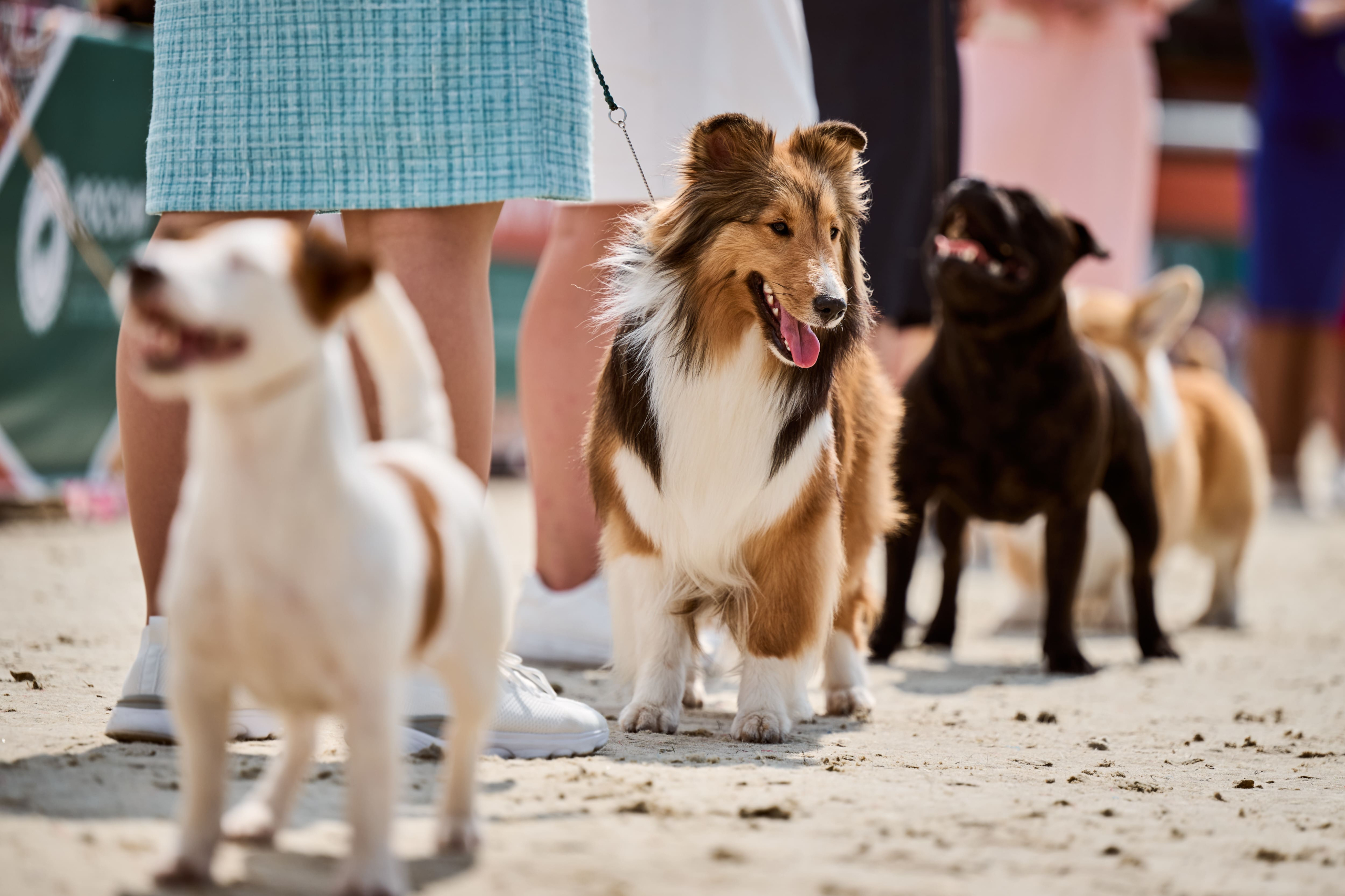 В Подмосковье состоялась выставка собак всех пород «Россия 2025»
