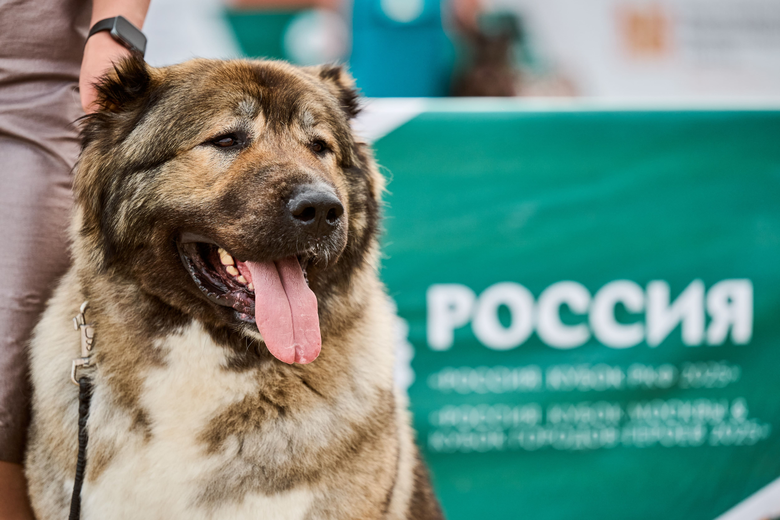 В Подмосковье состоялась выставка собак всех пород «Россия 2025»