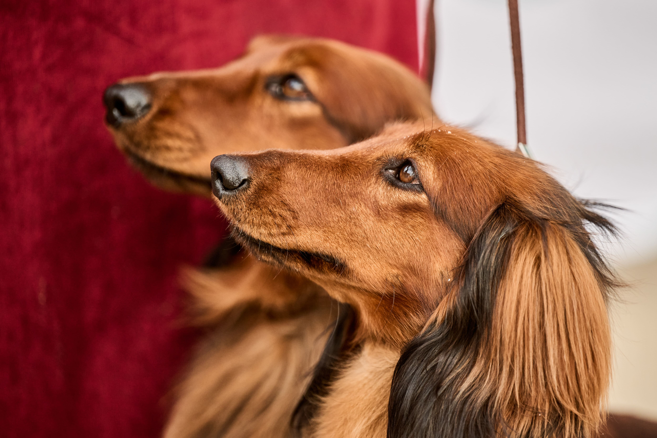 В Подмосковье состоялась выставка собак всех пород «Россия 2025»