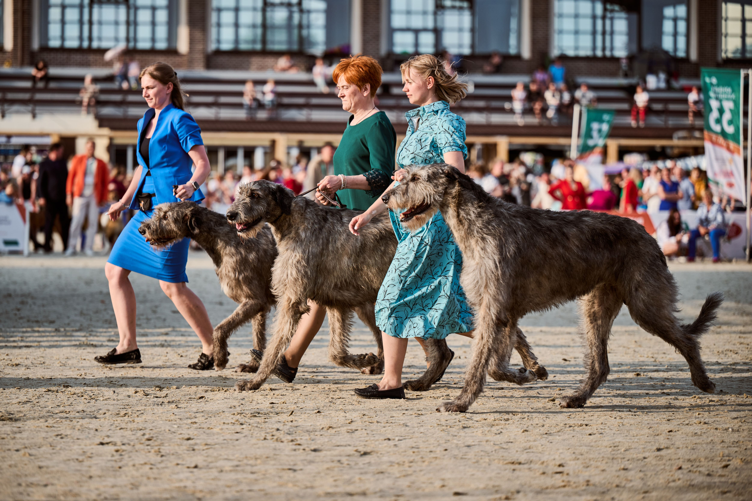 В Подмосковье состоялась выставка собак всех пород «Россия 2025»