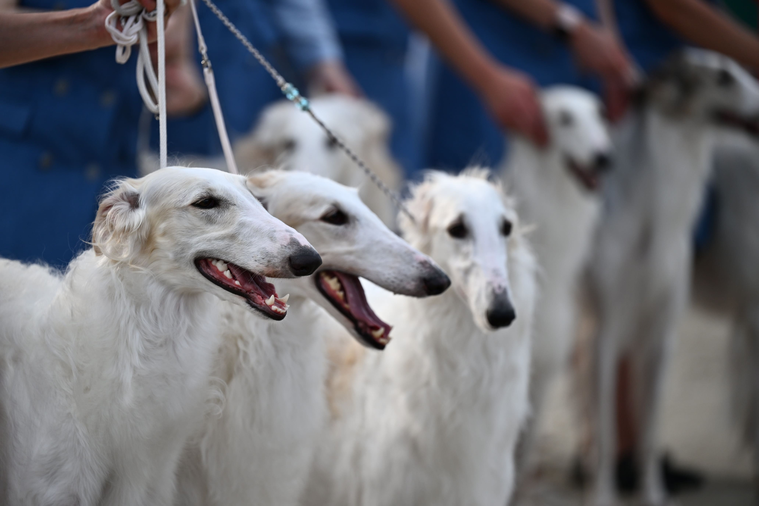 В Подмосковье состоялась выставка собак всех пород «Россия 2025»