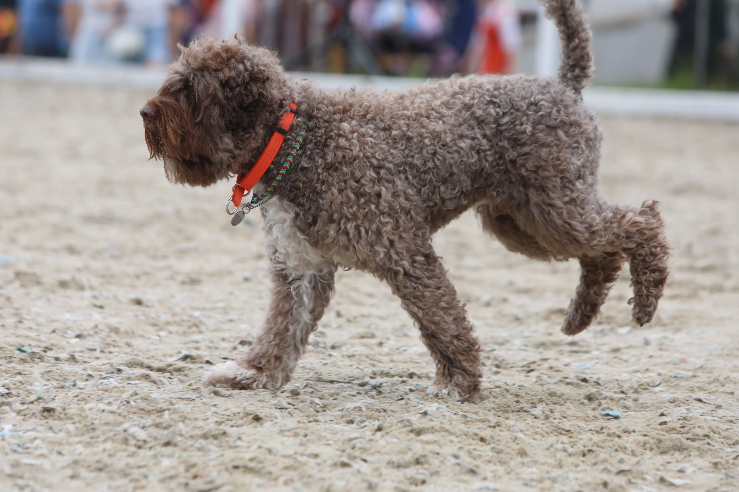 В Подмосковье состоялась выставка собак всех пород «Россия 2025»